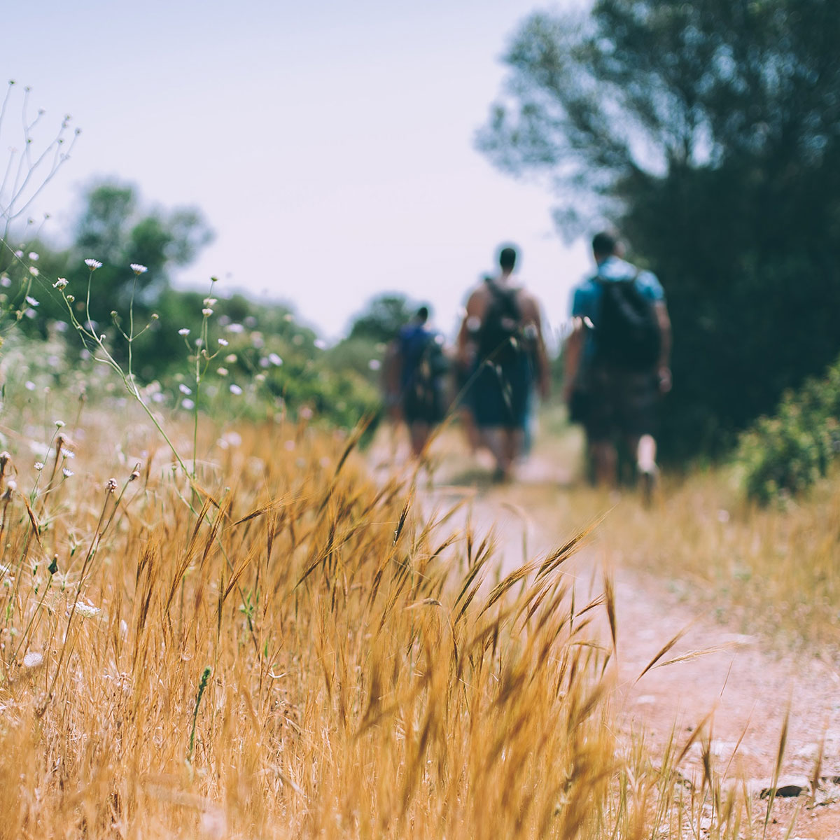 A group of people hike on a sunny day to stay healthy.